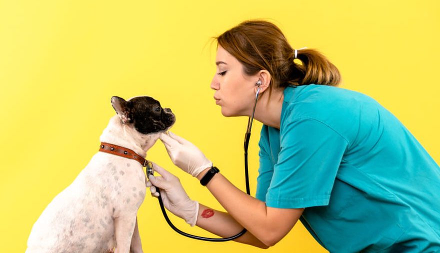 Hospital veterinario